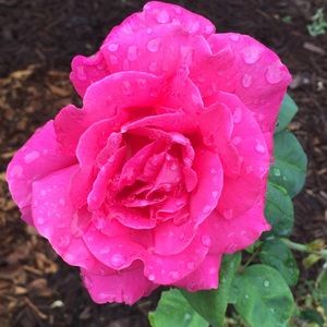 Meet your Posher, Dee